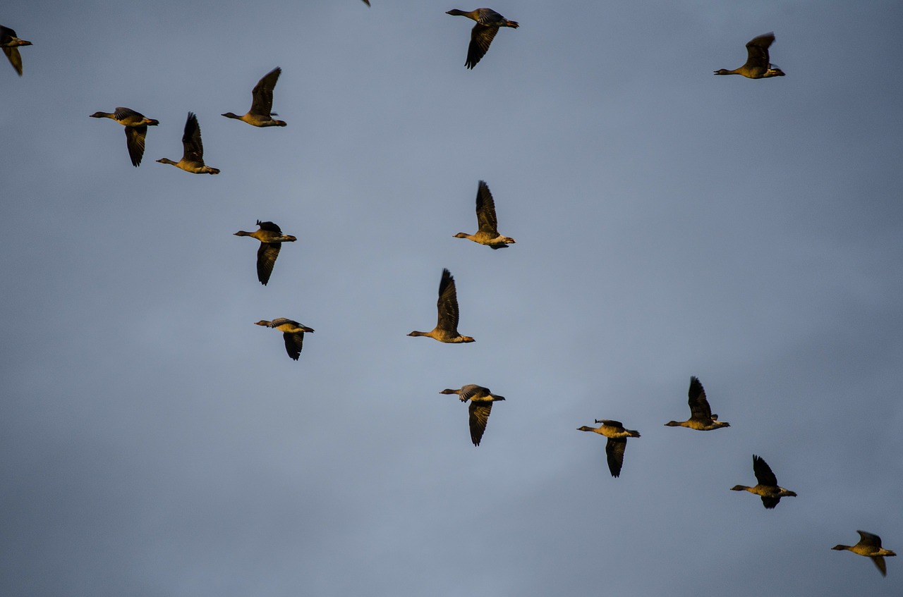 wild geese migratory birds bird migration free photo