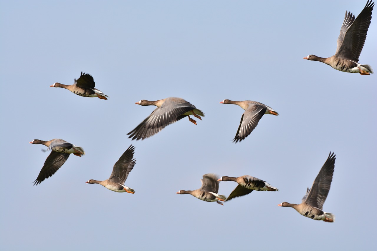 wild geese geese goose free photo