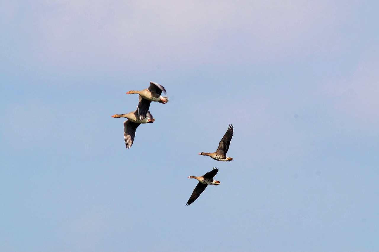 wild geese migratory birds formation free photo