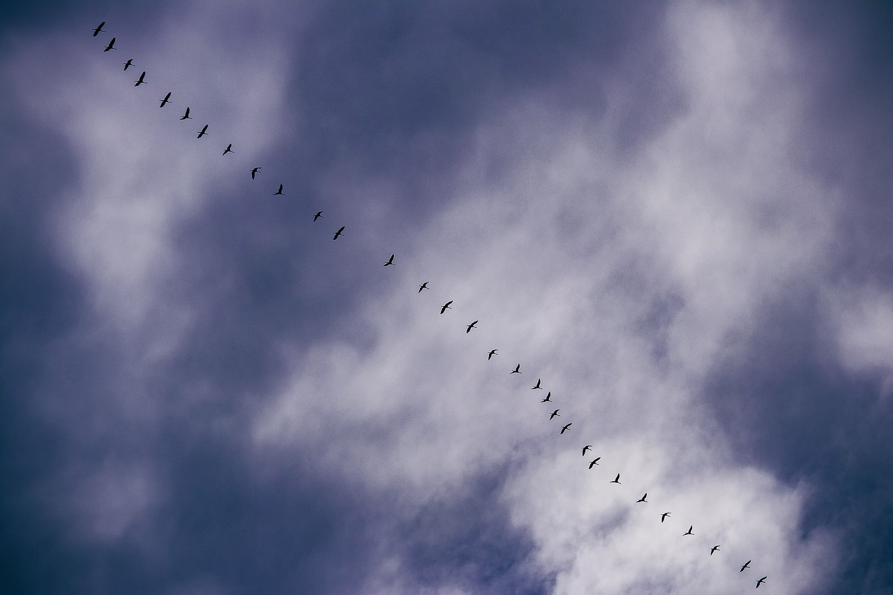 wild geese  animal  bird free photo