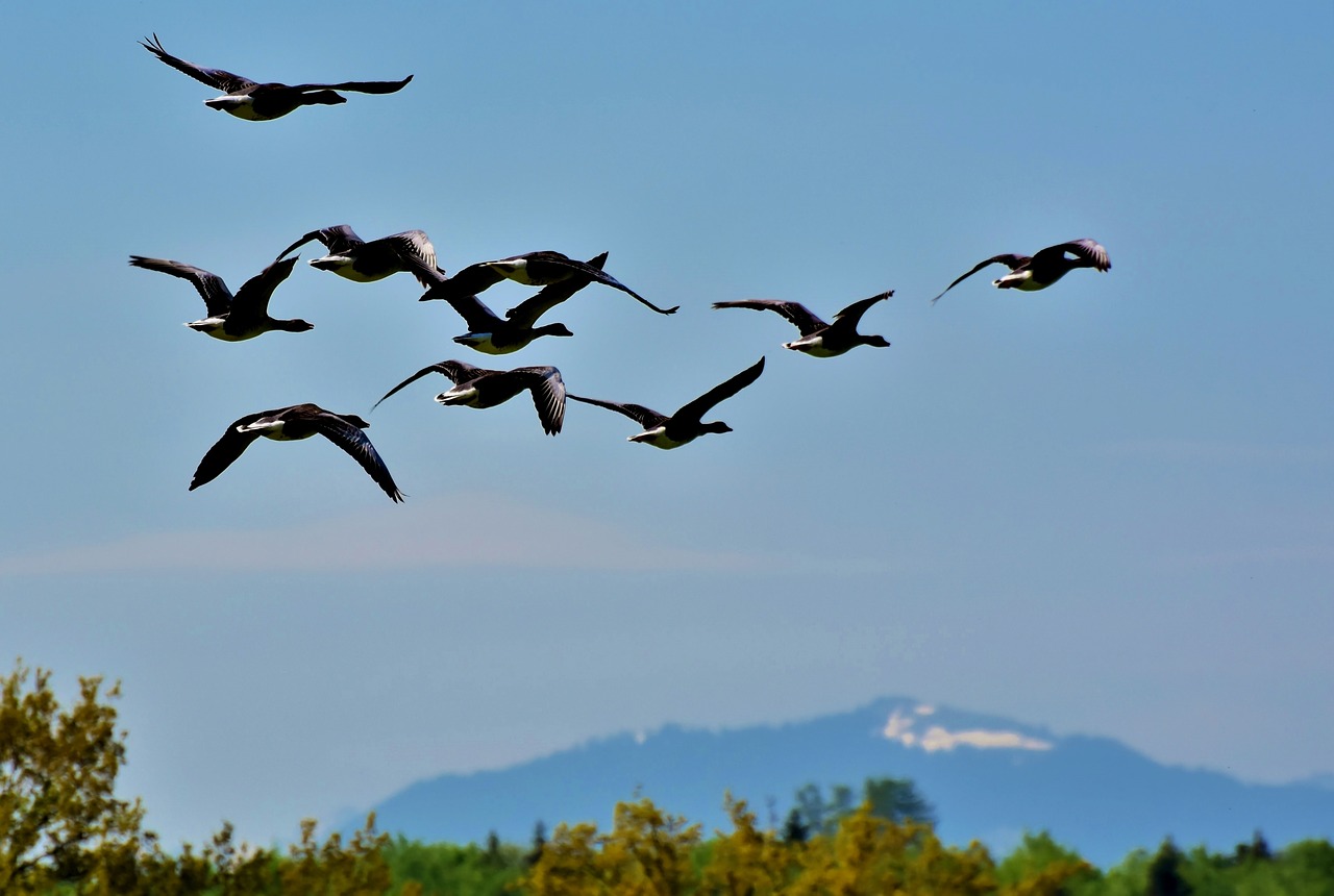 wild geese  grey geese  goose free photo