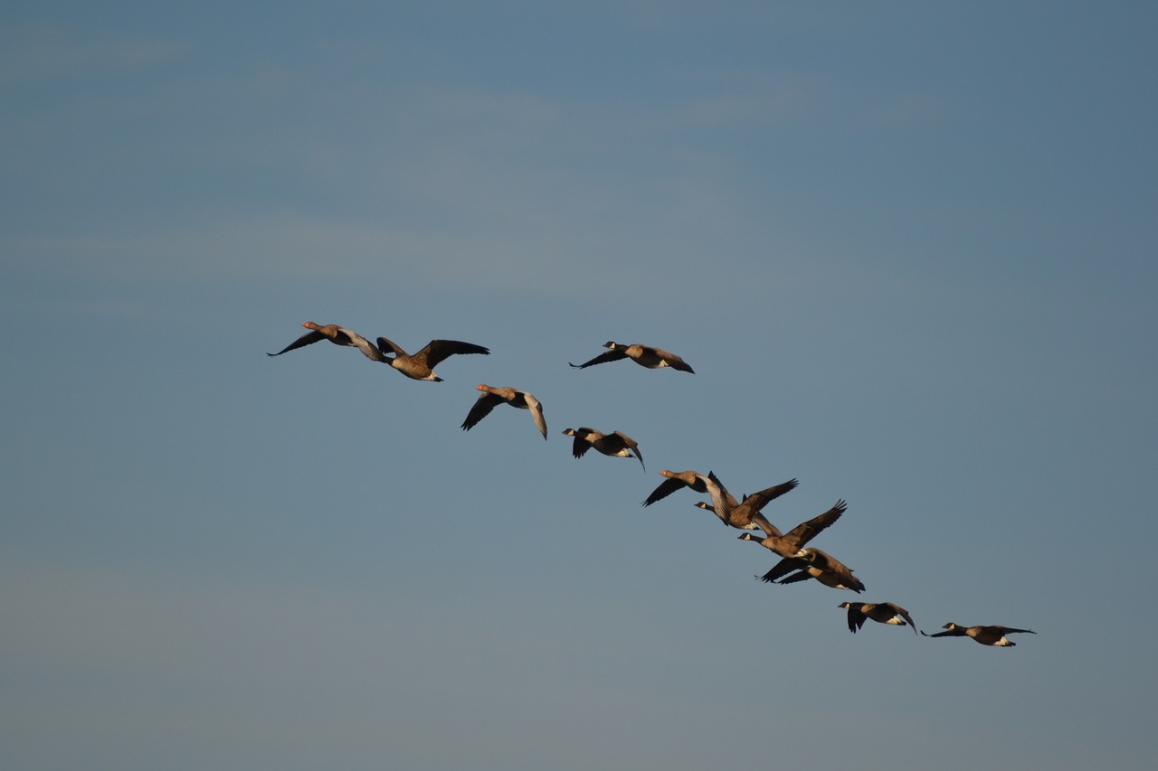 wild geese  nature  flock of birds free photo