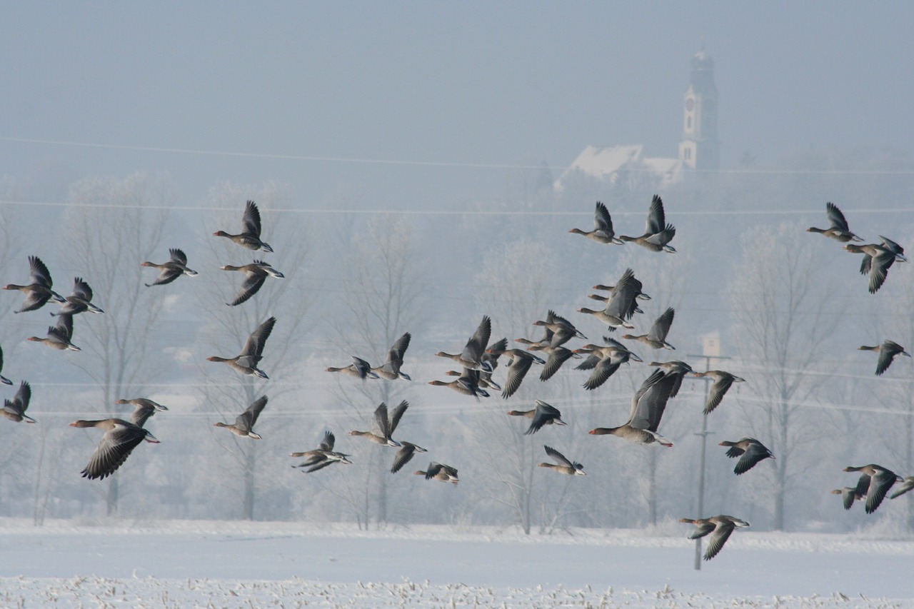 wild geese fly winter free photo