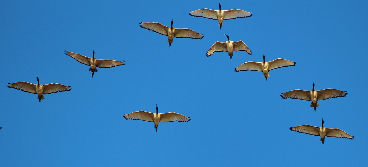 wild geese geese formation flight free photo