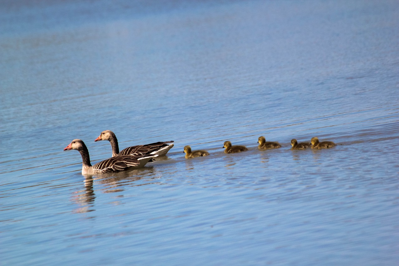 wild geese family buds free photo