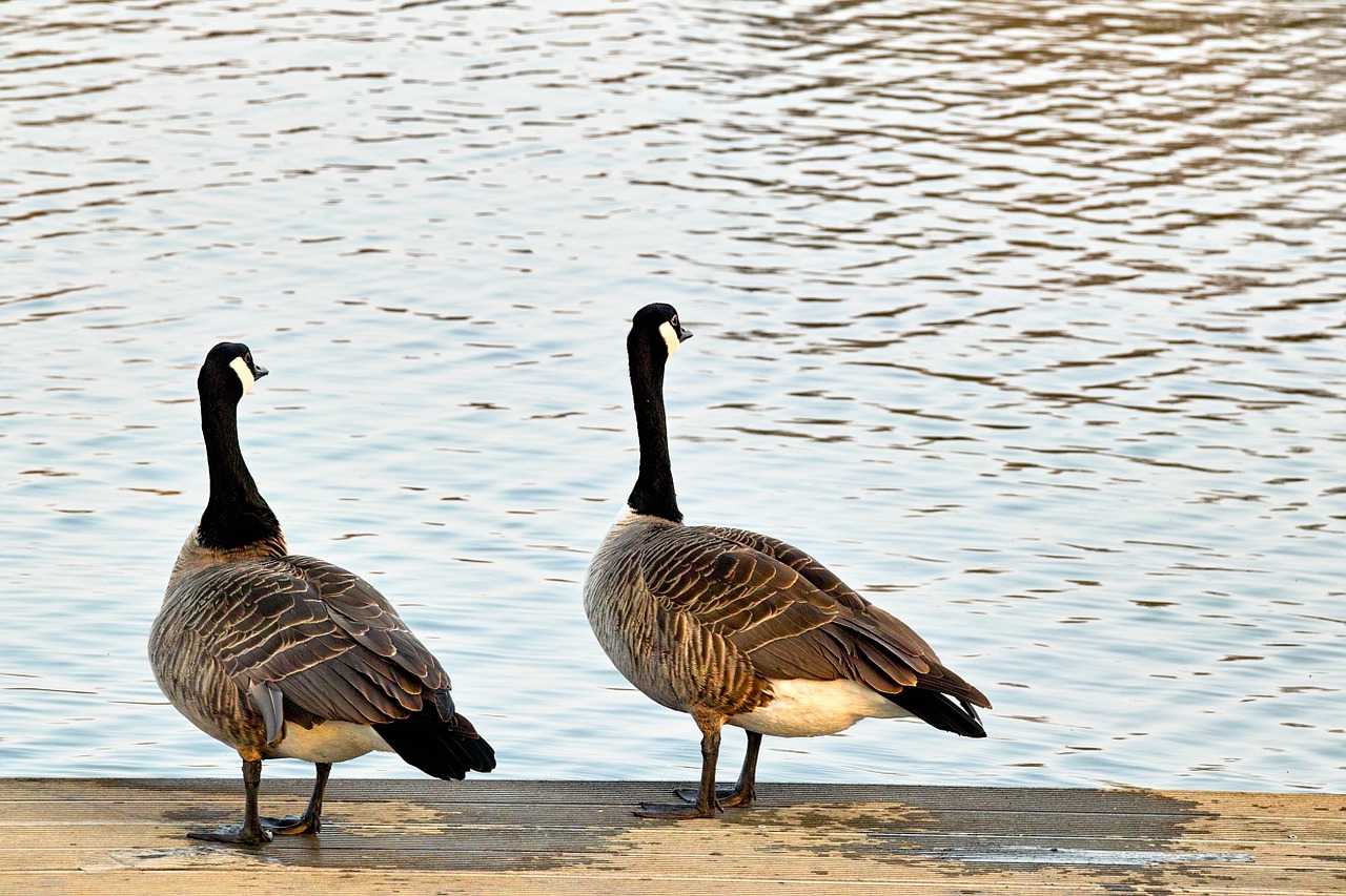 wild geese pair aasee free photo