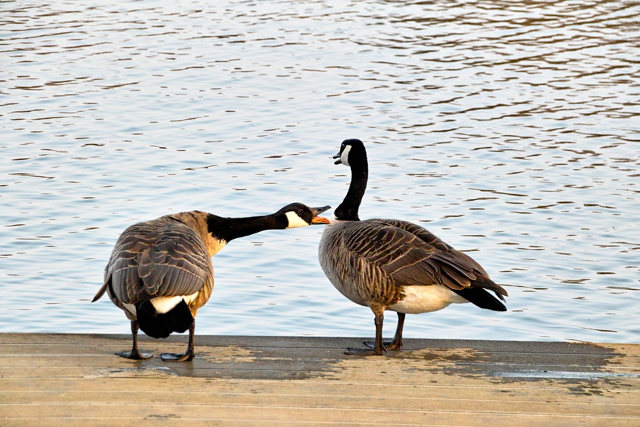 wild geese two chatter free photo
