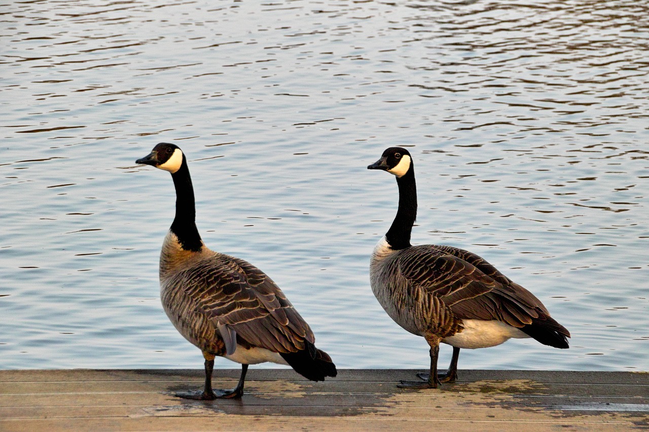 wild geese two nature free photo