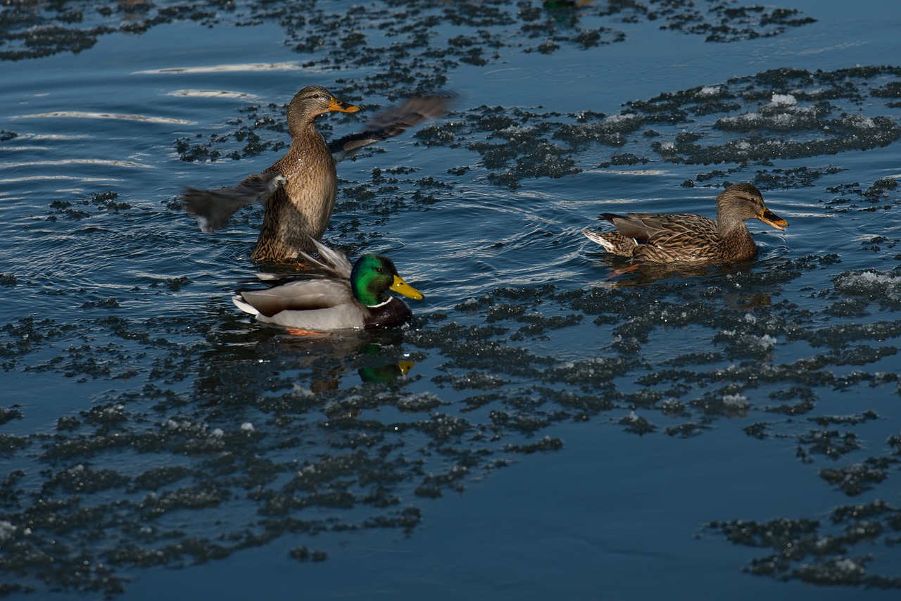 wild geese river winter free photo