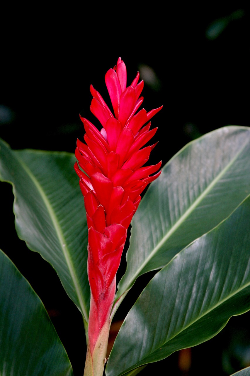 wild ginger hawaii tropical free photo