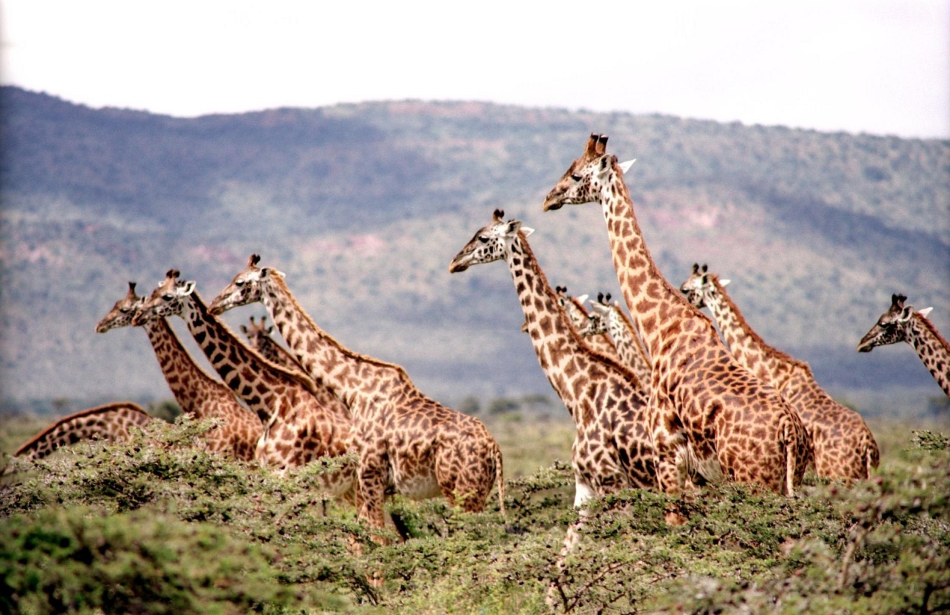 giraffes herd wild free photo
