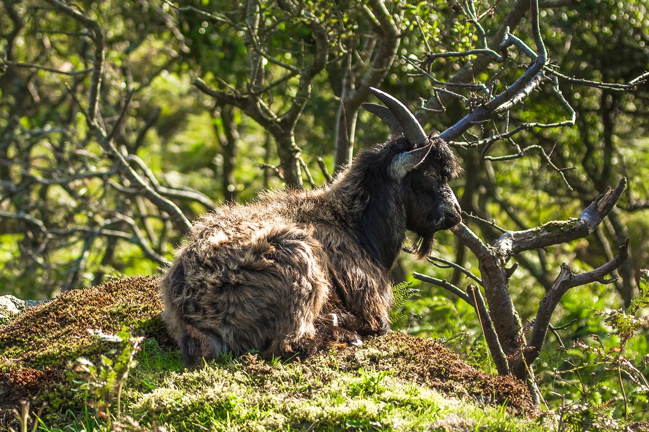 wild goat nature rest free photo