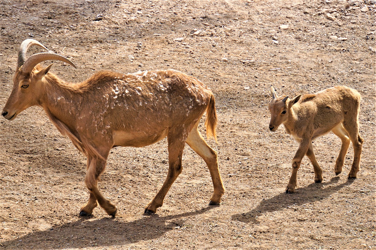 wild goat  young  family free photo