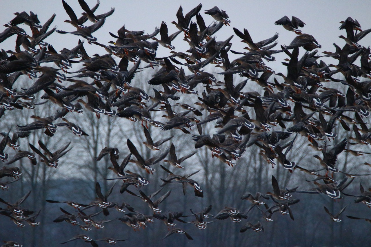 wild goose geese bird free photo