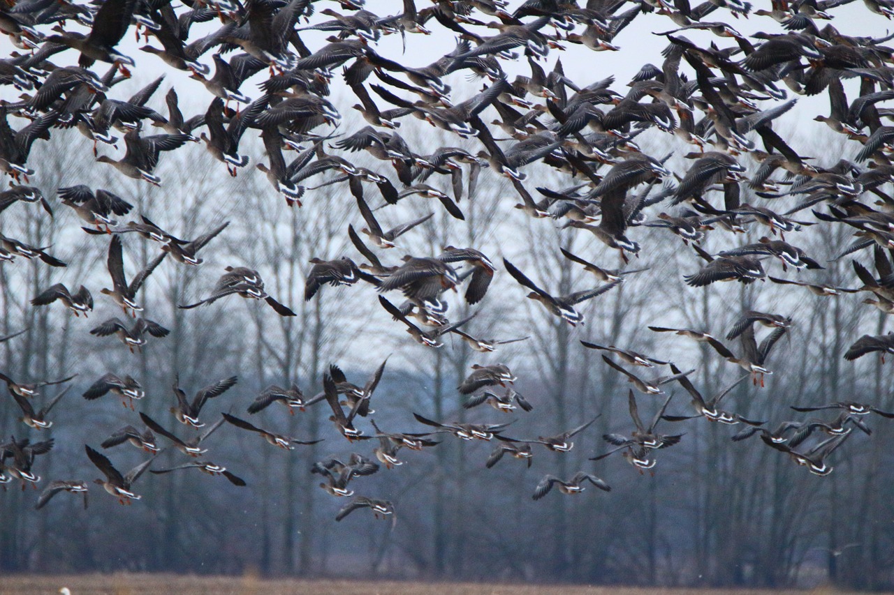 wild goose geese bird free photo