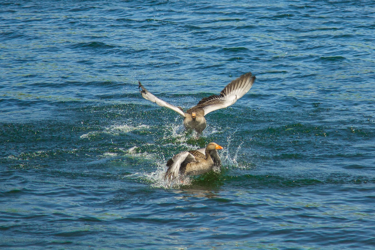 wild goose lake spring free photo