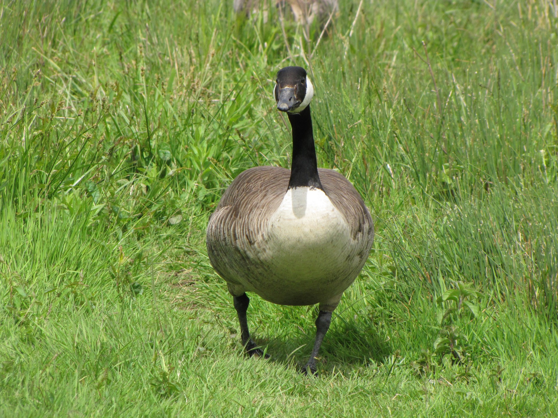 wild goose bird free photo