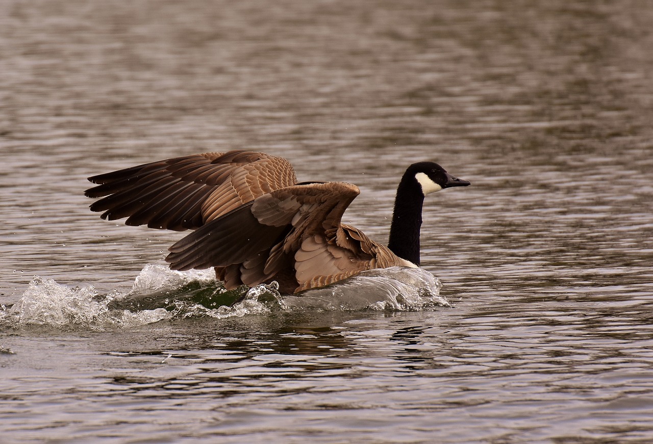 wild goose landing water free photo