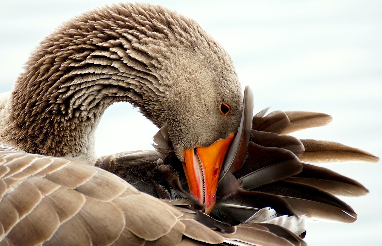 wild goose bird water bird free photo