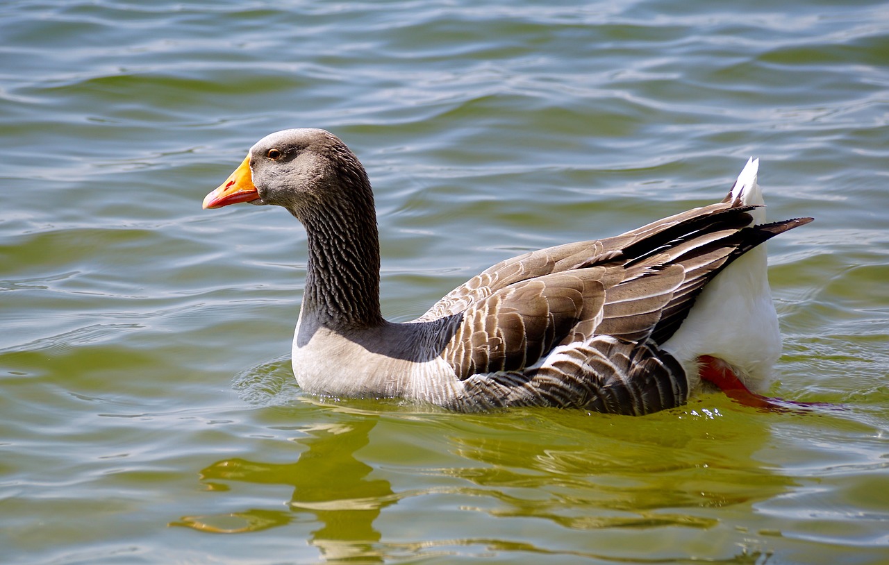 wild goose bird water bird free photo