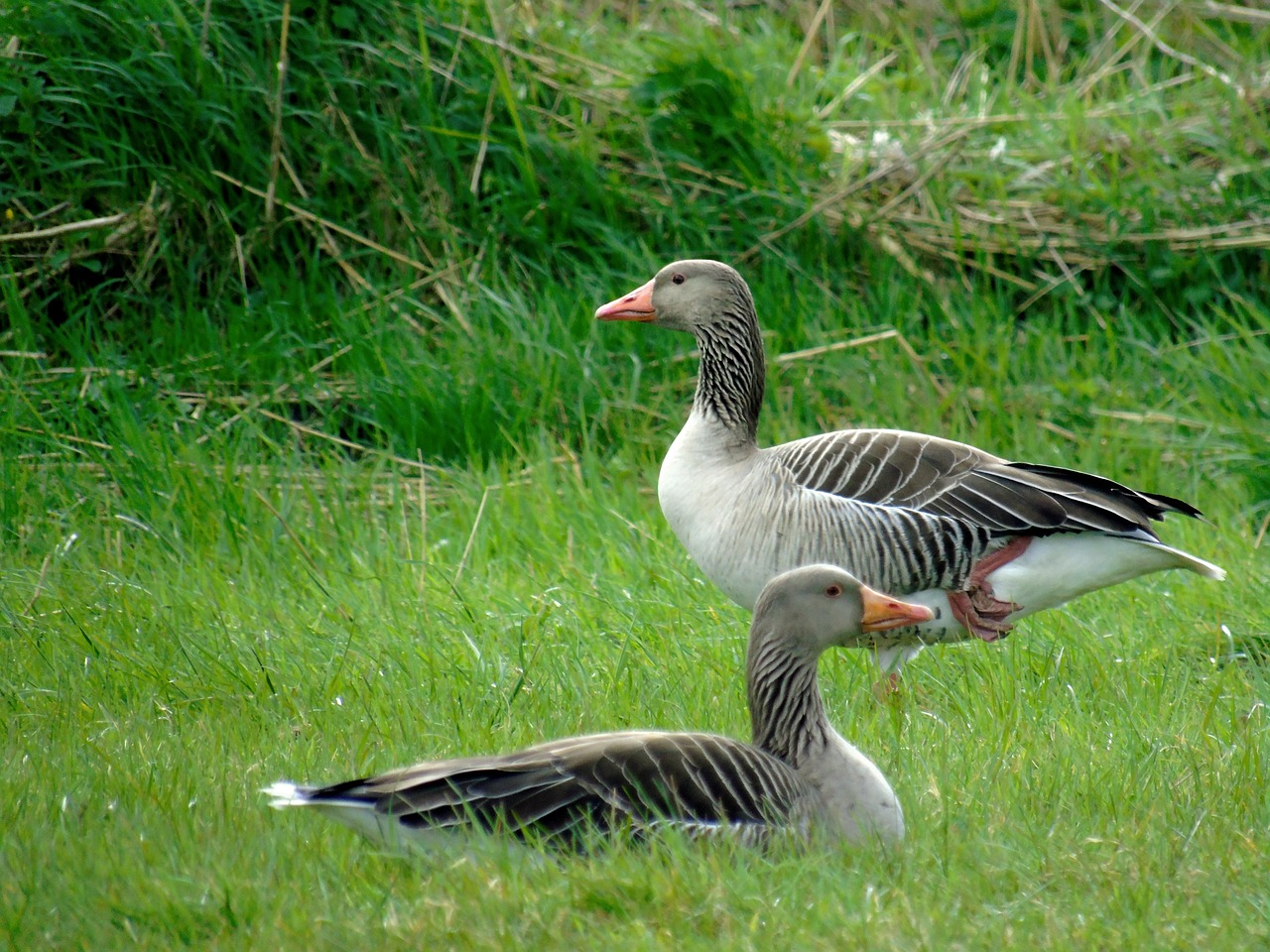 wild goose bird water bird free photo