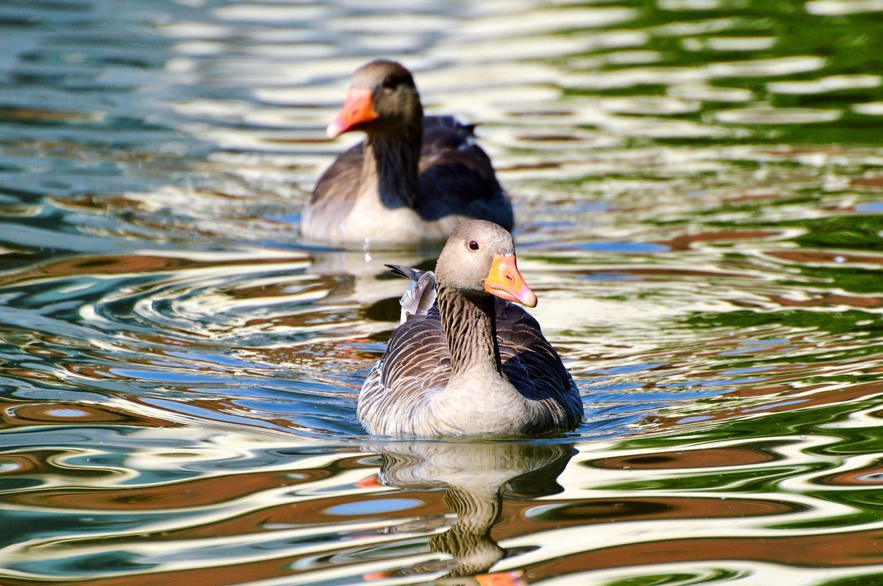 wild goose goose bird free photo