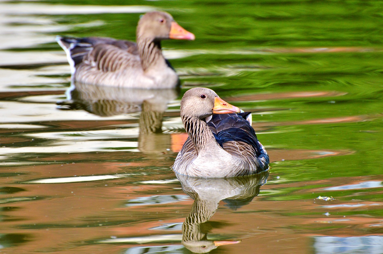 wild goose goose bird free photo