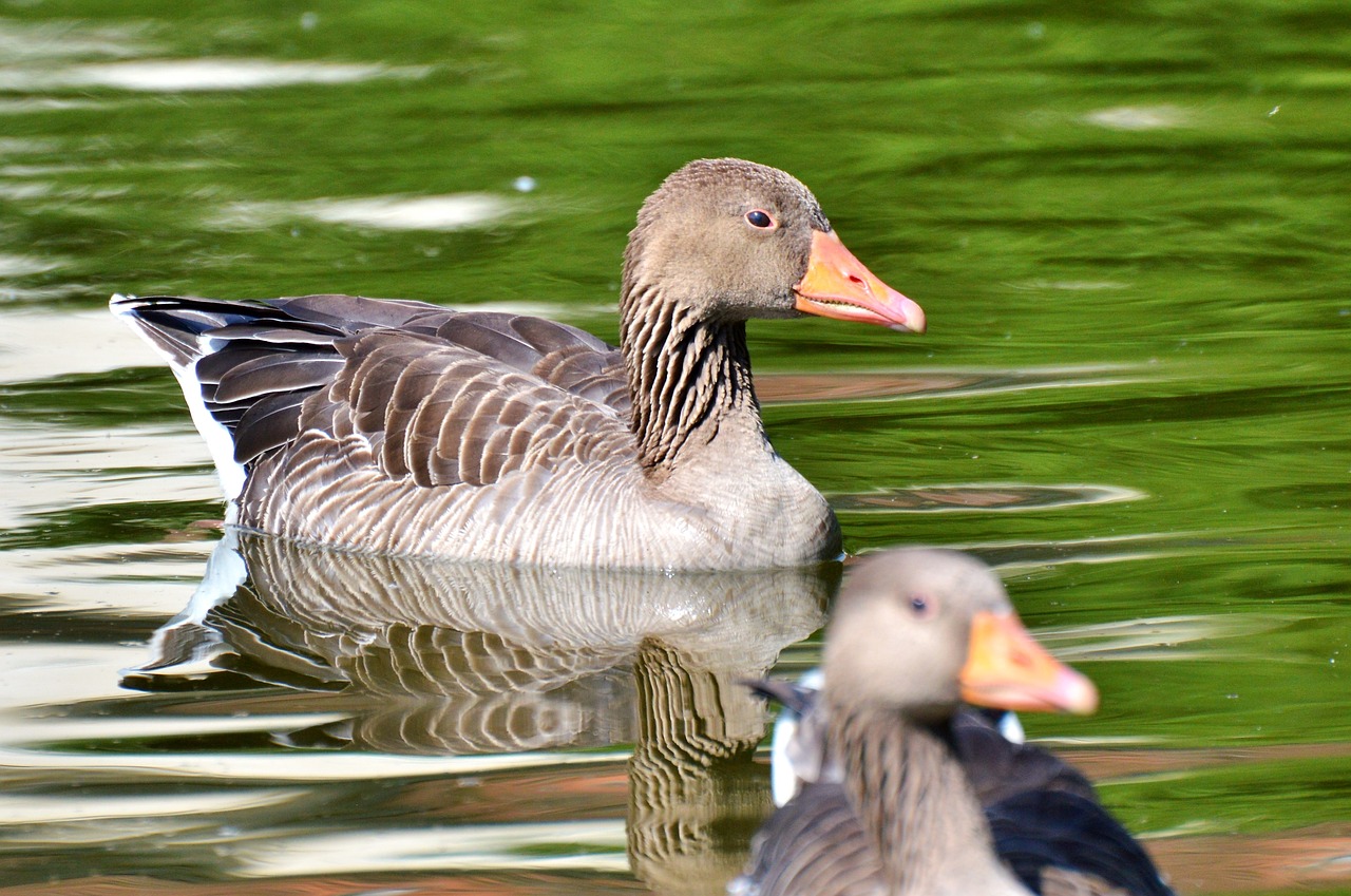 wild goose goose bird free photo