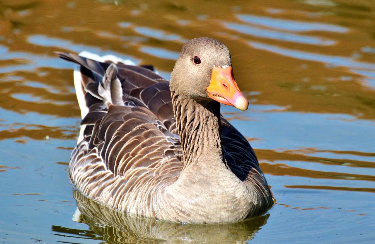 wild goose goose bird free photo