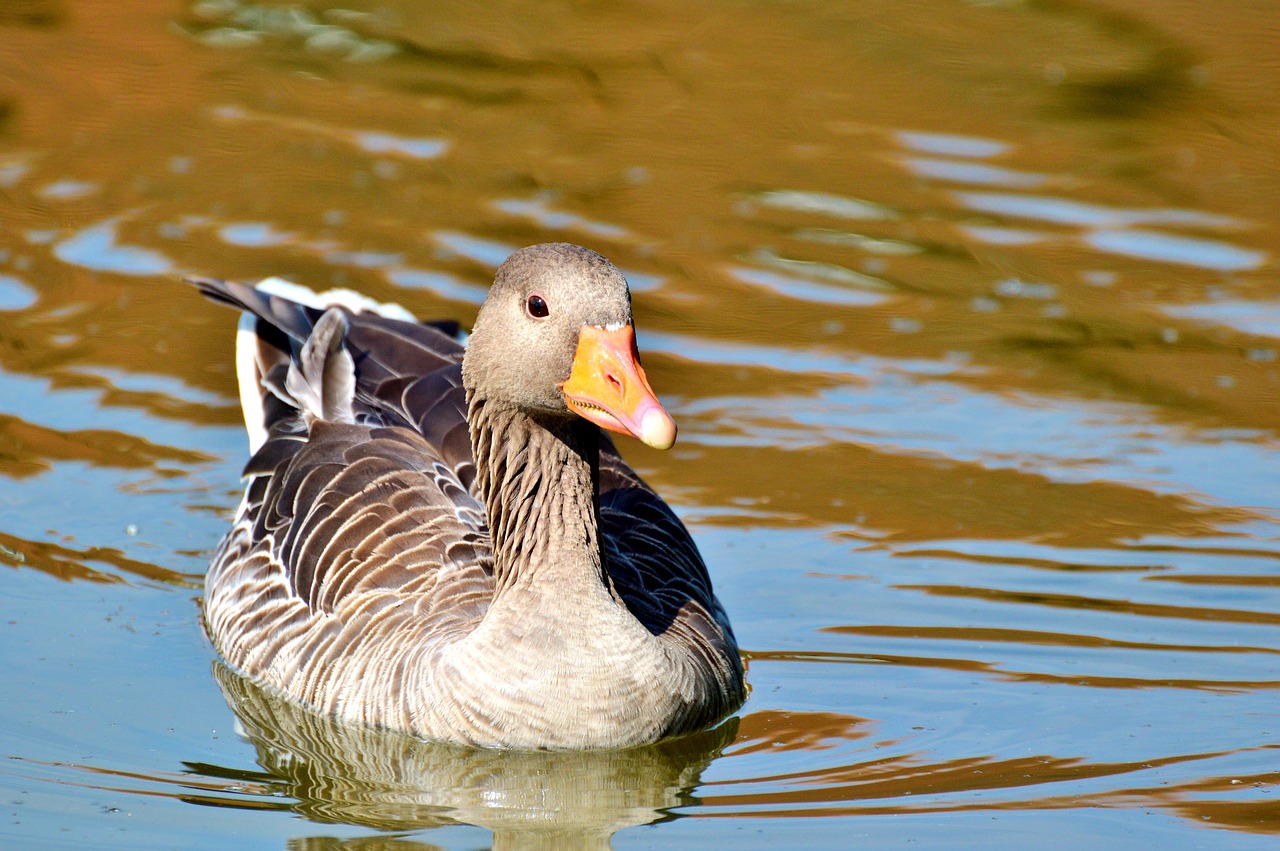 wild goose goose bird free photo