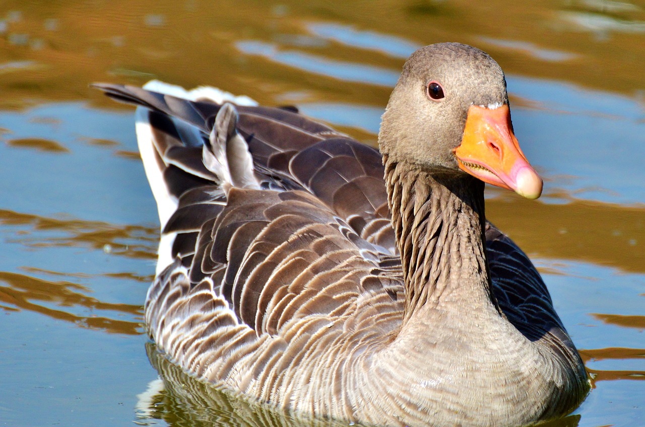 wild goose goose bird free photo