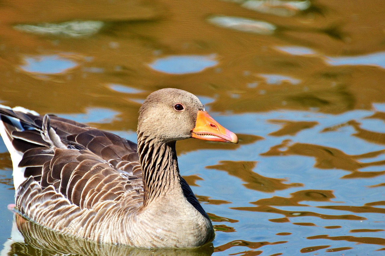 wild goose goose bird free photo