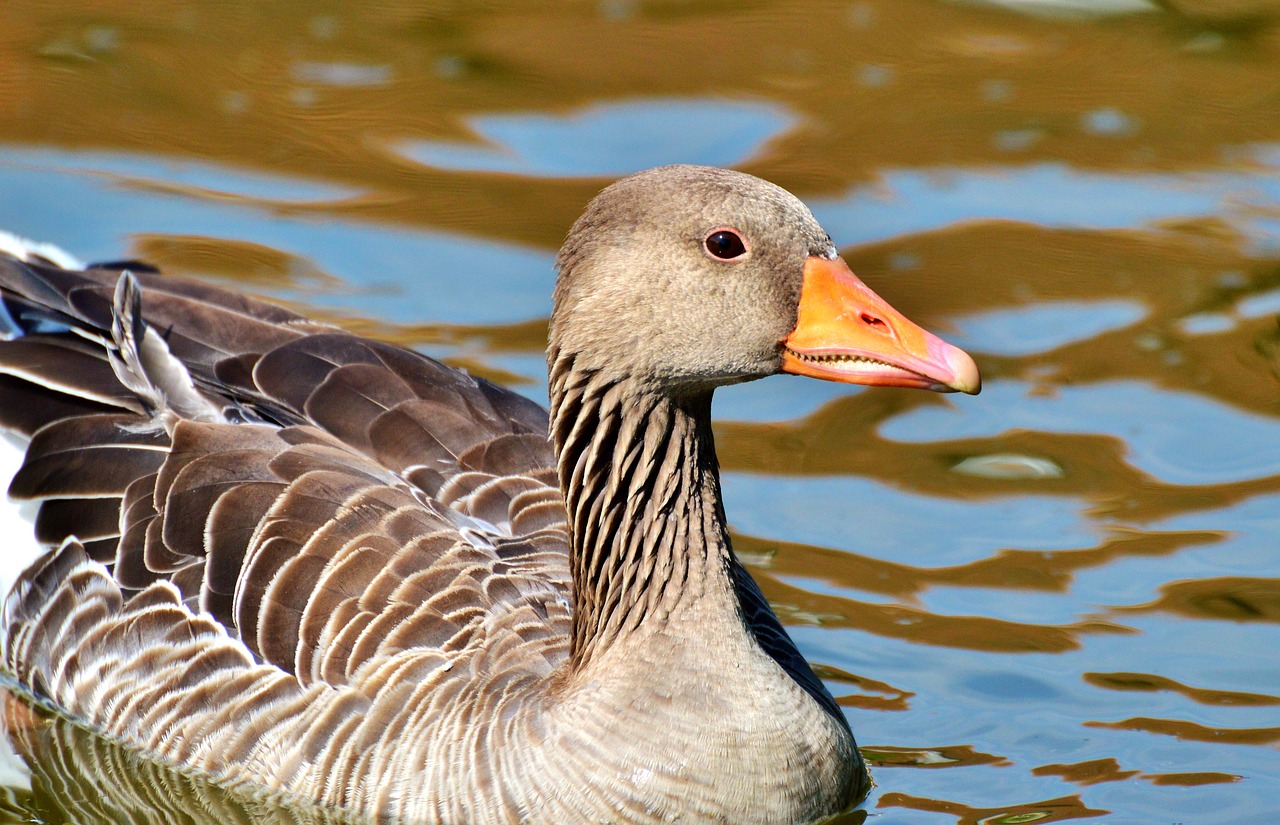 wild goose goose bird free photo