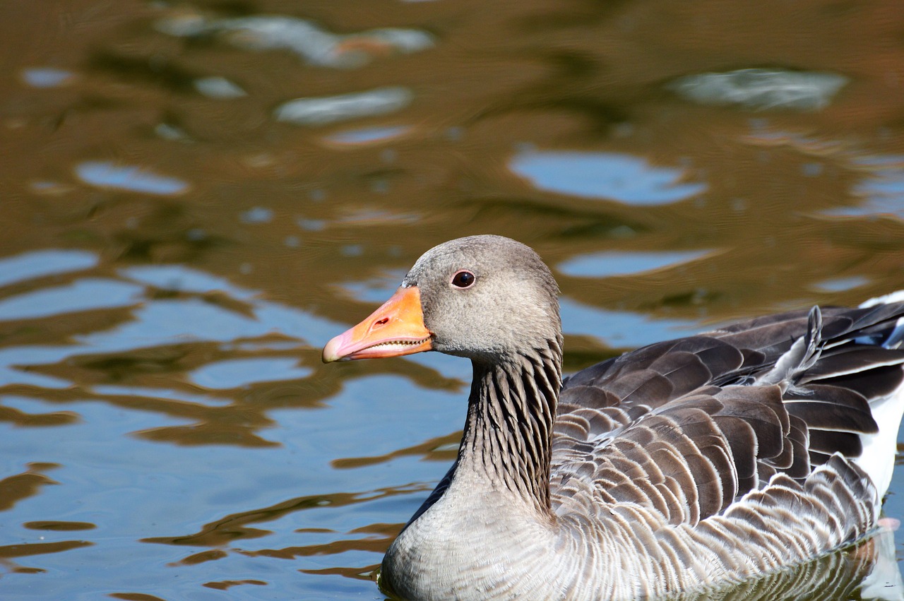 wild goose goose bird free photo