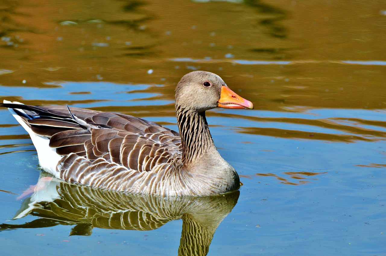 wild goose goose bird free photo