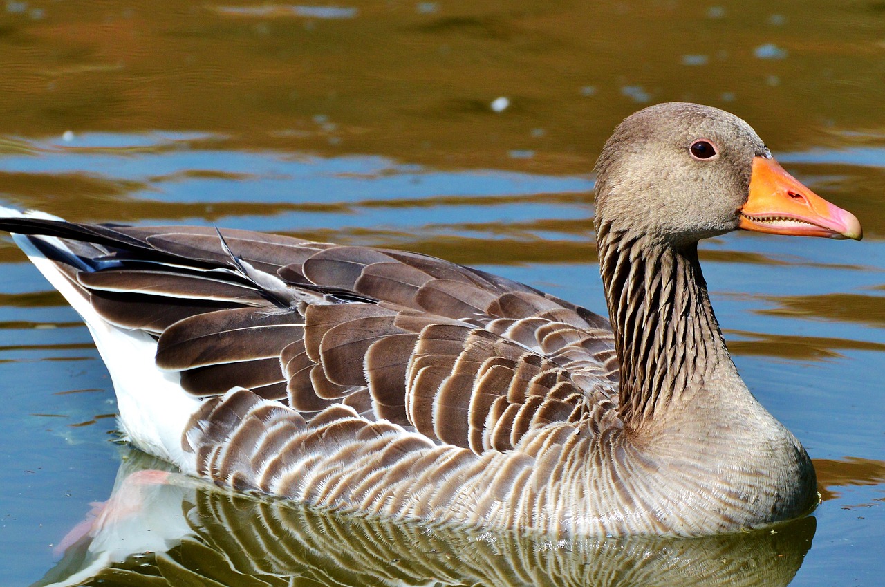 wild goose goose bird free photo