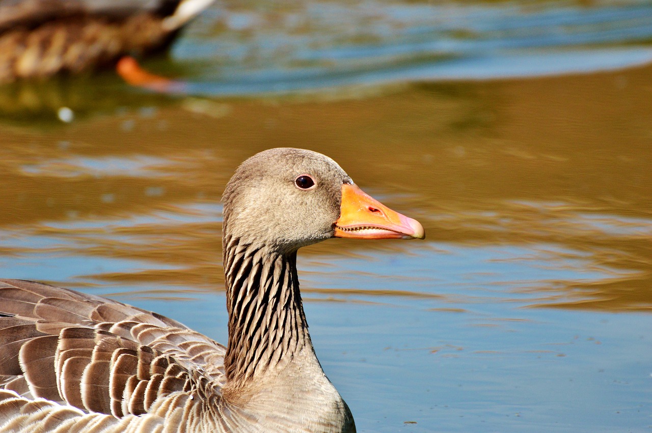 wild goose goose bird free photo