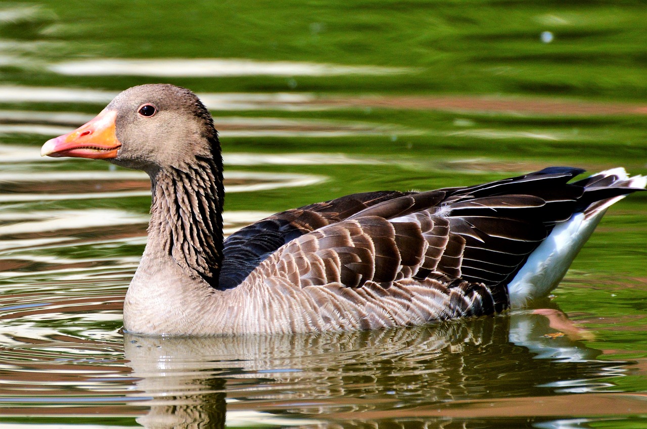 wild goose goose bird free photo