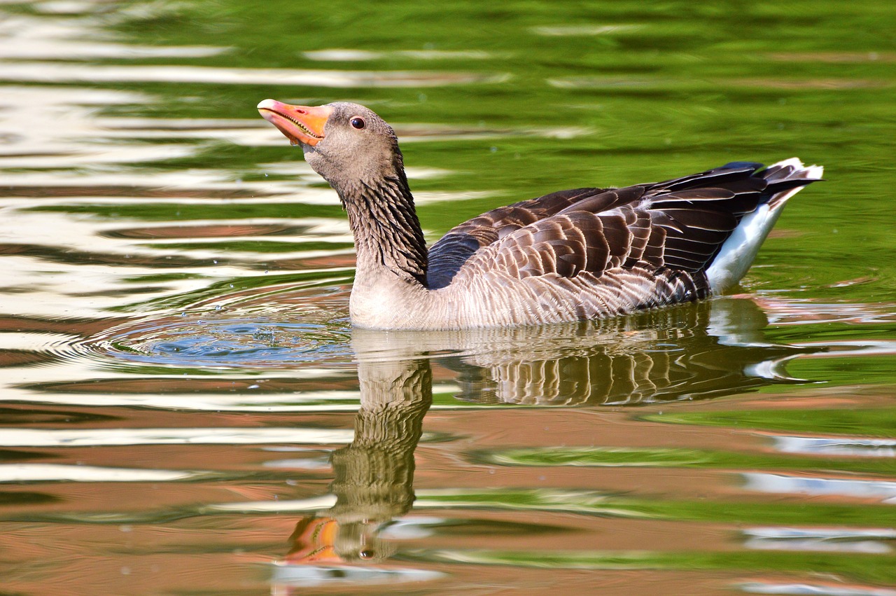 wild goose goose bird free photo