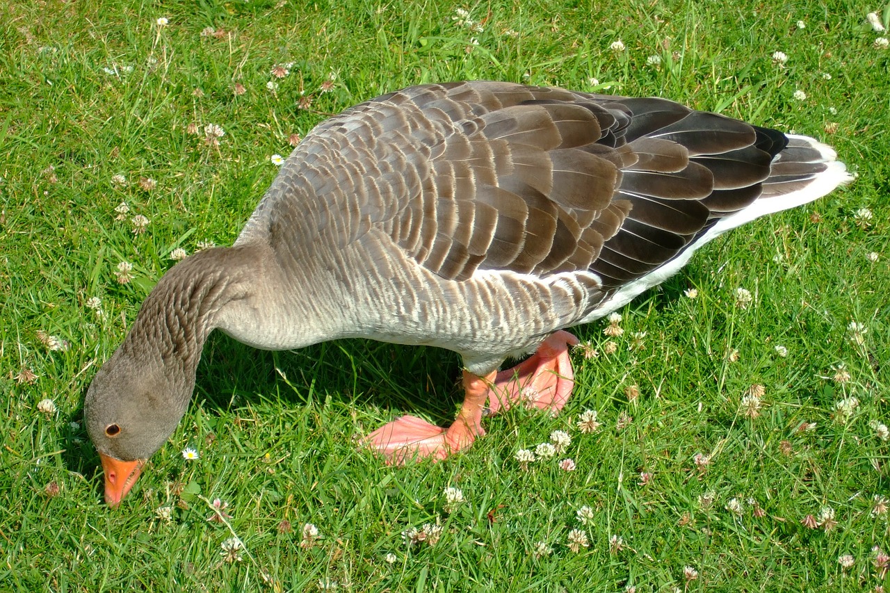 wild goose nature goose free photo