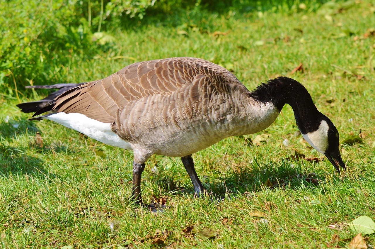 wild goose goose water bird free photo