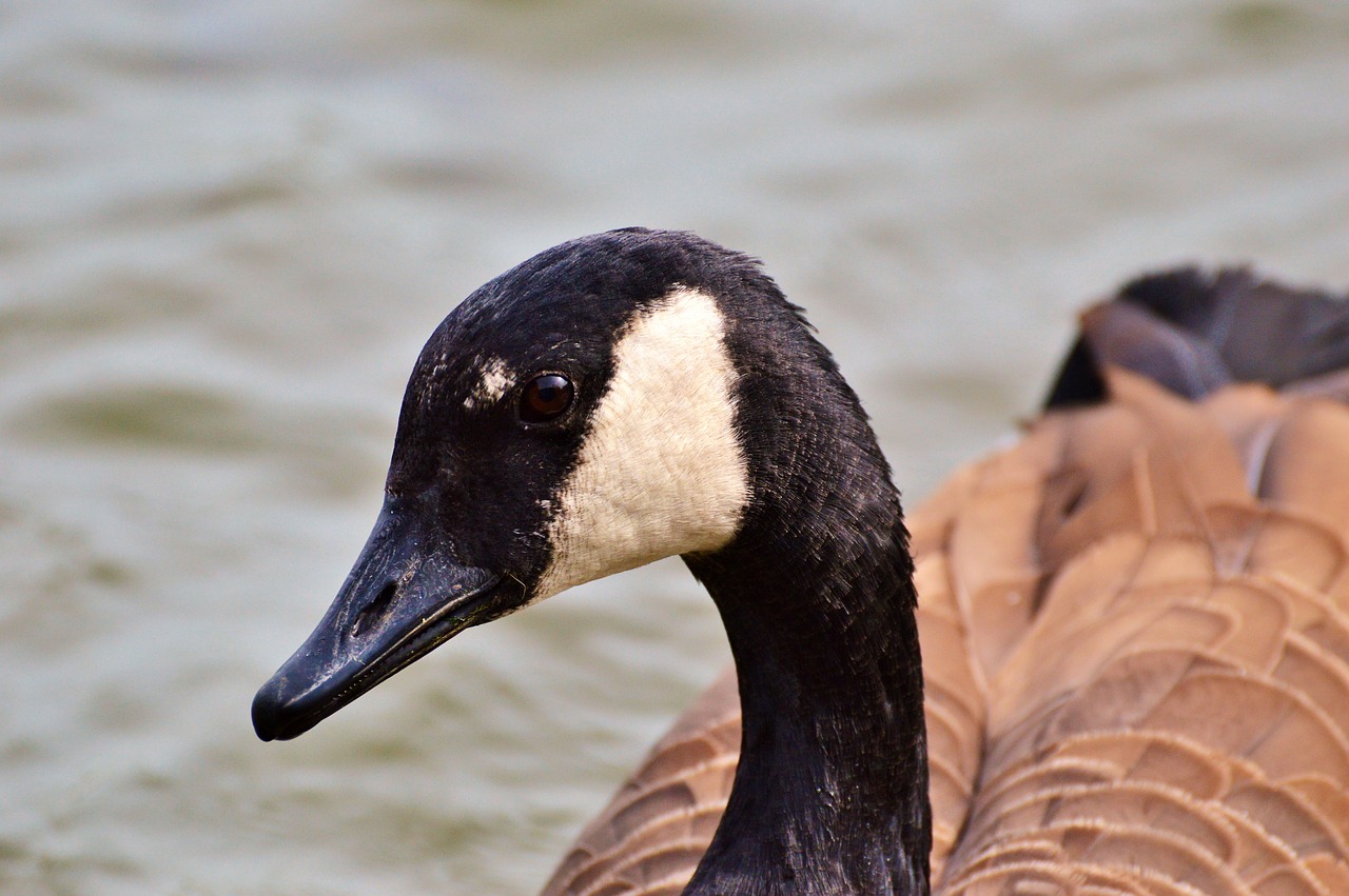 wild goose goose bird free photo