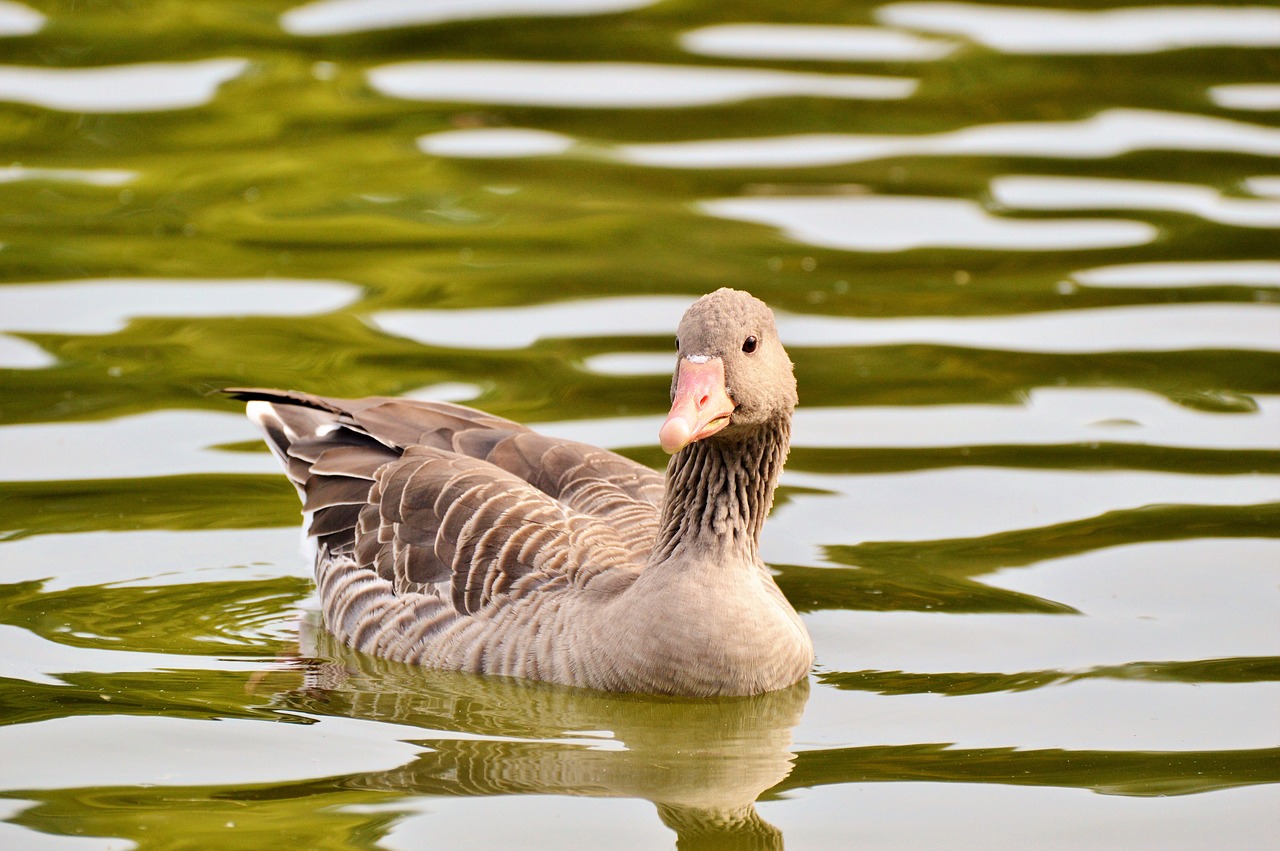 wild goose goose bird free photo