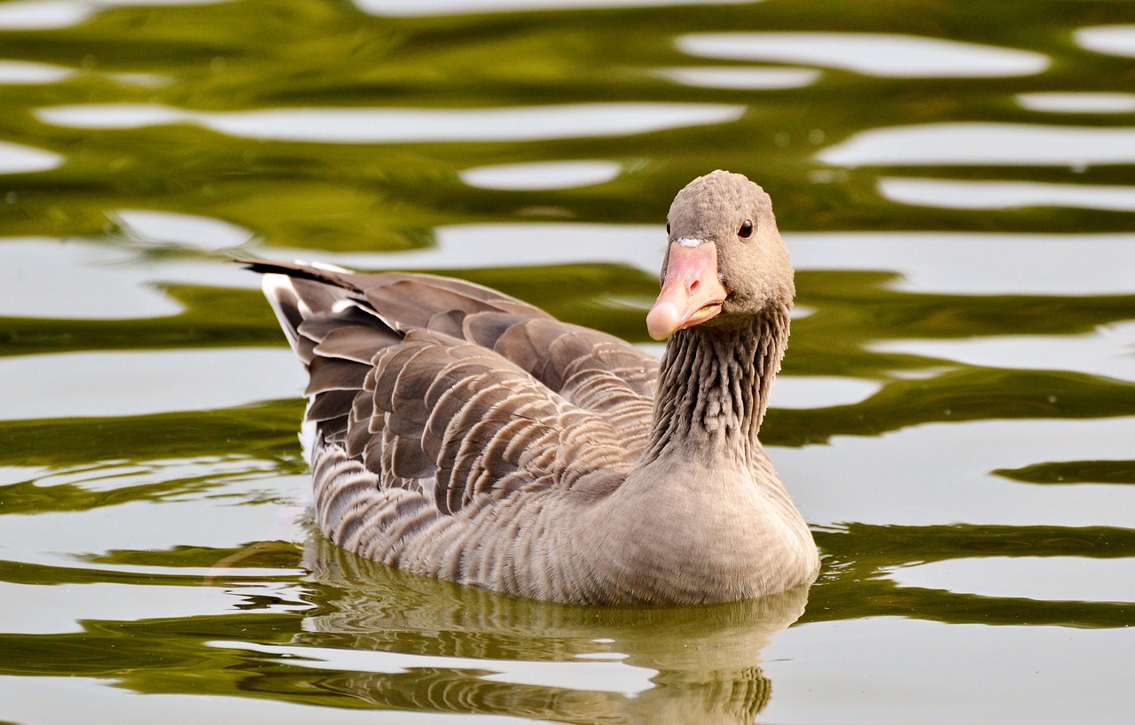 wild goose goose bird free photo