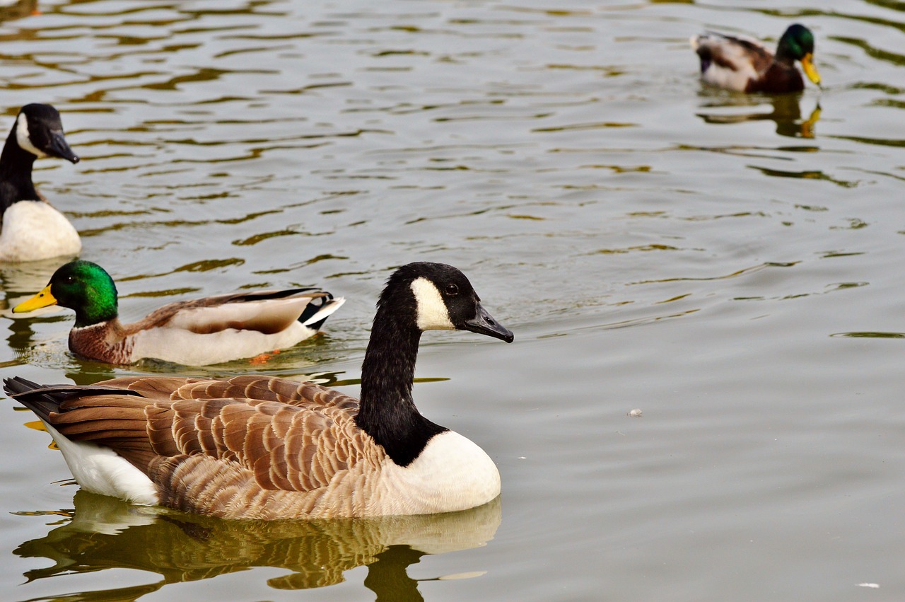 wild goose goose bird free photo