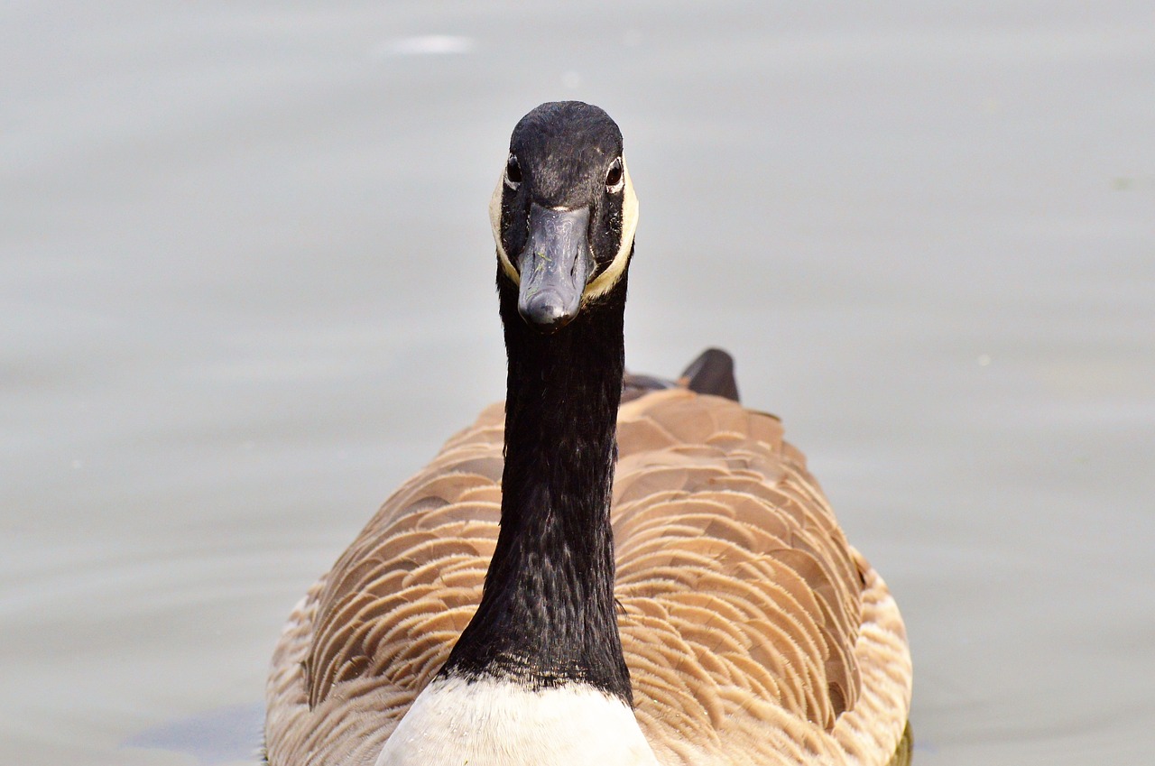 wild goose goose bird free photo