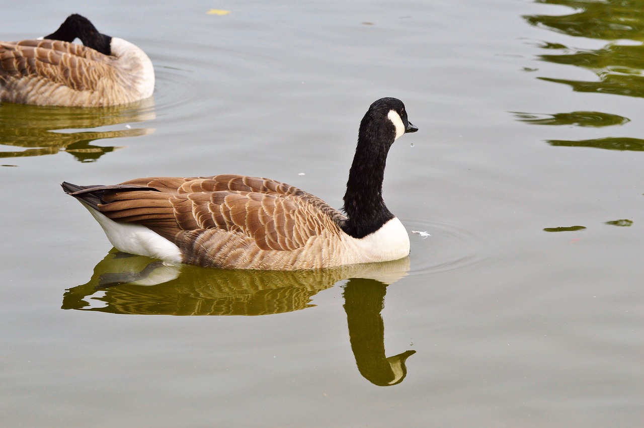 wild goose goose bird free photo