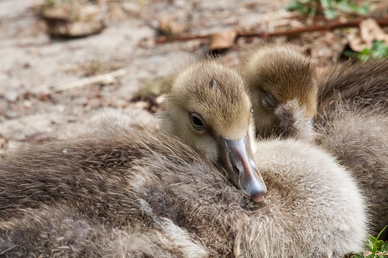 wild goose  chicks  greylag goose free photo