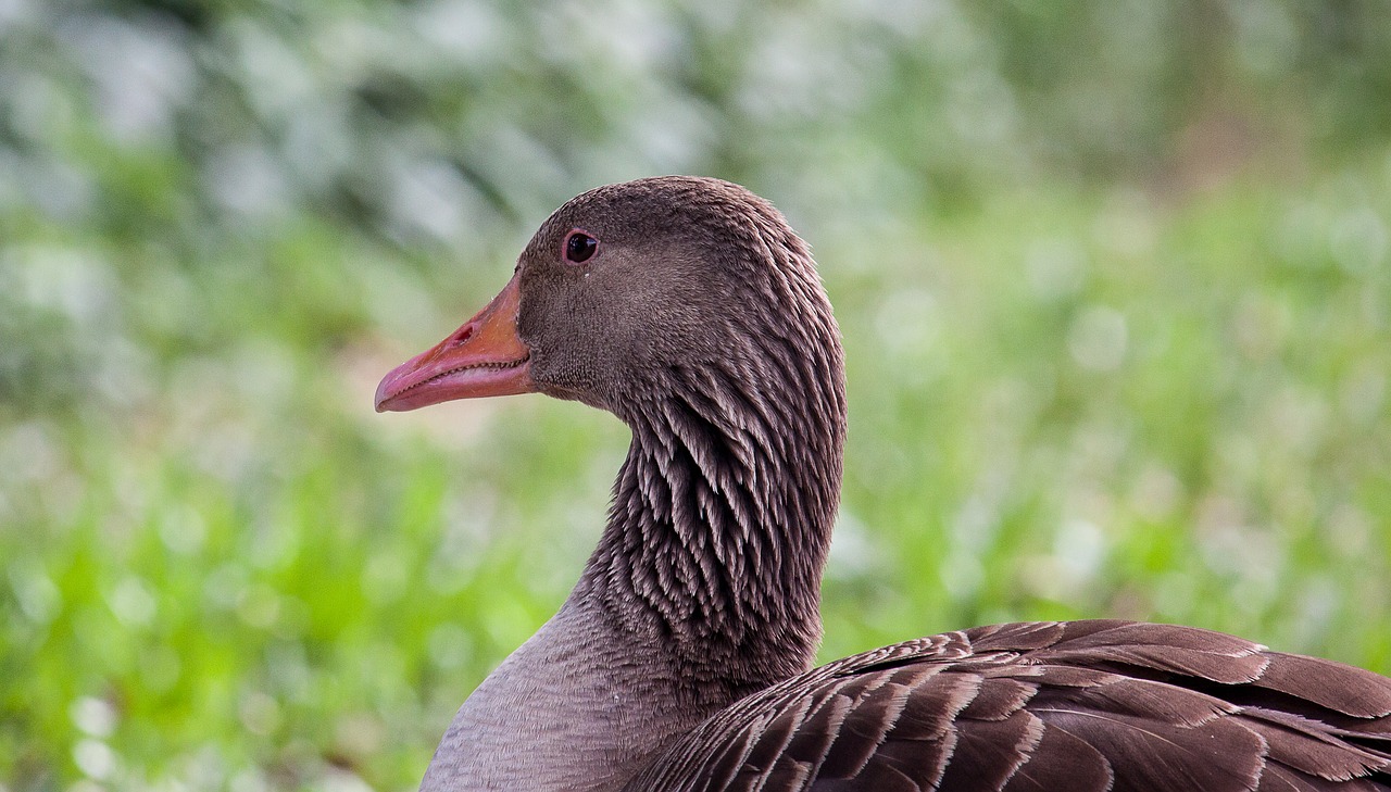 wild goose  water bird  greylag goose free photo