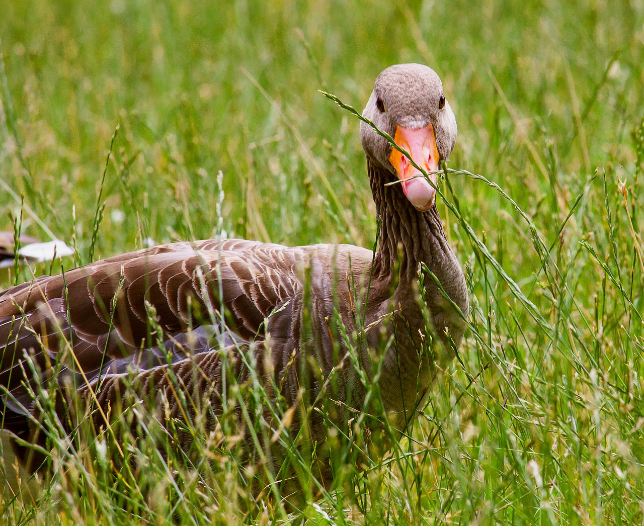 wild goose  animal  water bird free photo